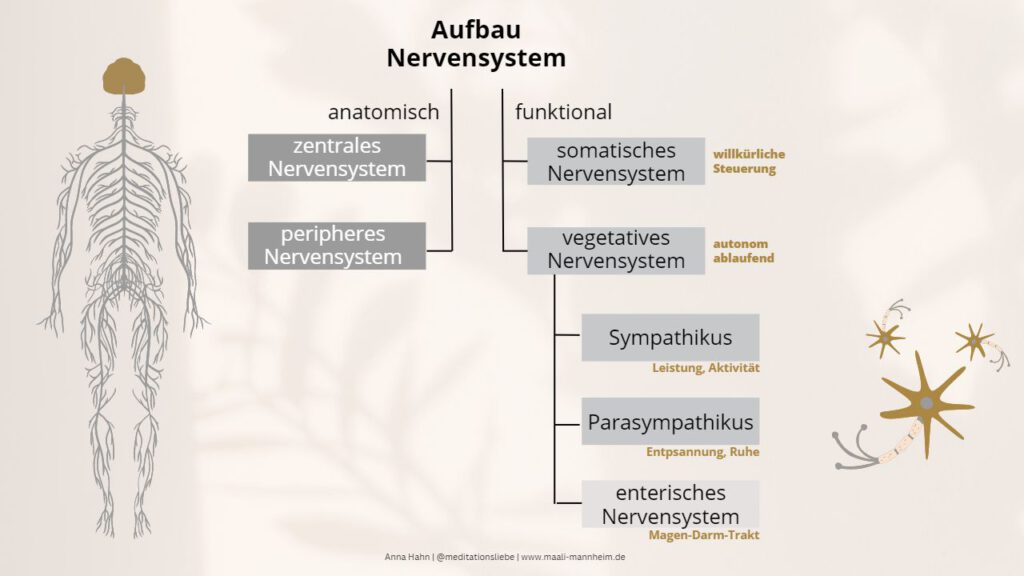 Nervensystem Regulation Und Meditation Maali Mannheim