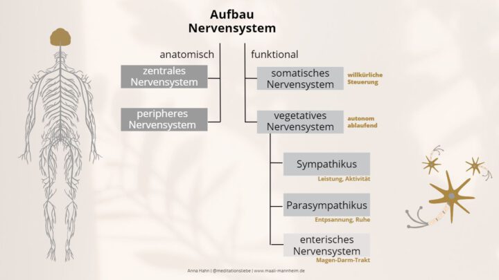 Wie Funktioniert Das Nervensystem Des Menschen Nervensystem-Regulation und Meditation | maali Mannheim